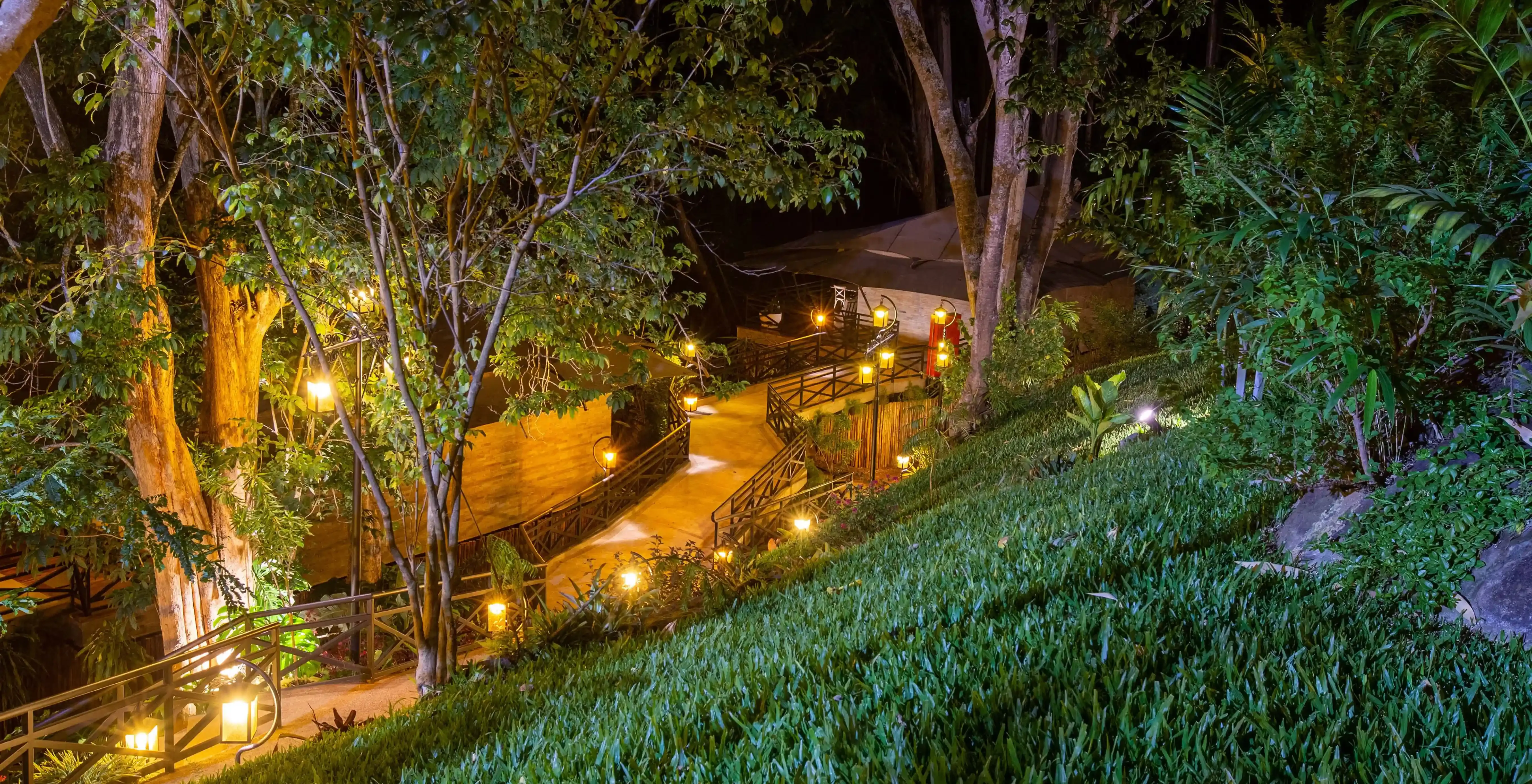 Forest Walks